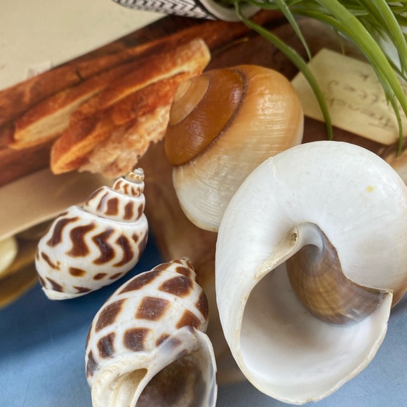 4 PCS Large Sea Shells Mixed Ocean Seashells Starfish Conch Various Sizes Natura - Picture 4 of 9